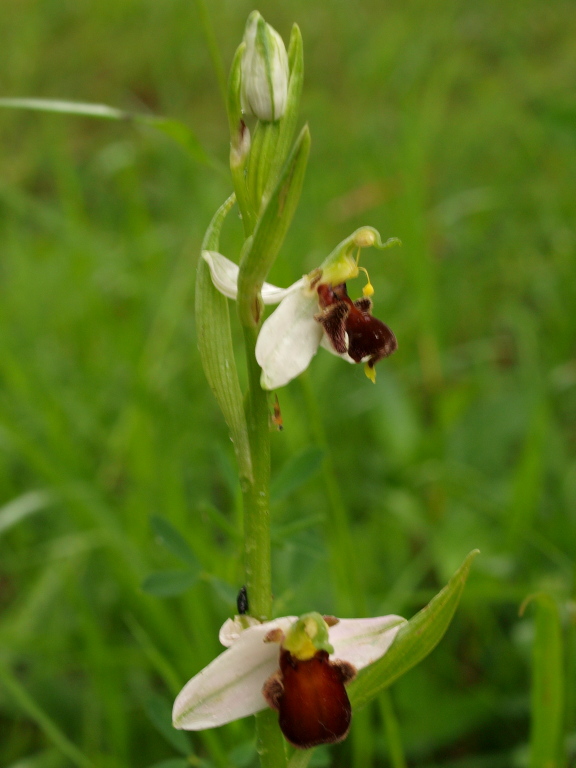 Ophrys apifera var. tilaventina